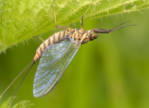 Réf. 346 518 : Epeorus sp.